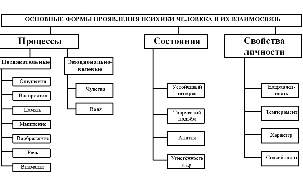 Поведение и психика человека схема